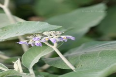 Solanum mauritianum